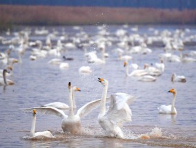 习近平总书记关切事｜长江、黄河，澎湃着高质量发展的声音